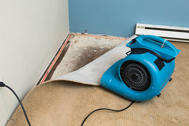 Best Carpet water damage restoration  in , NH